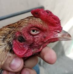 Japanese Shamo cross male and Thai cross female