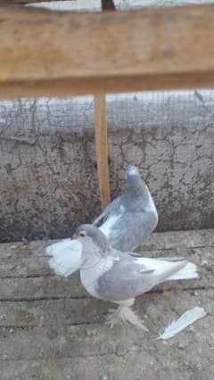 2 sherazi pair for sale