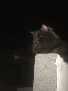 1yr old persian cat