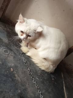 Russian cat