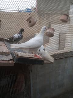 kabootar