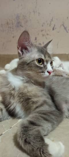 Persian pair cats
