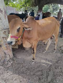 Qurbani bachra cow manasib price ma for sale contact 03029798991