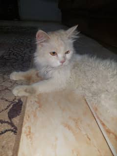 female cat for sale reasonable price