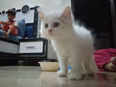 persian kitten 2 months
