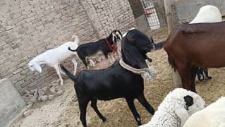 donda khasi bakra Eid k liye bht khoobsrat acha wazan 03008849460