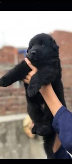 German Shepherd