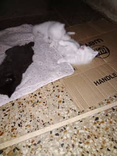 baby kittens for sale
