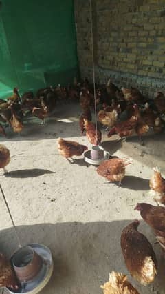 Lohman Brown Hens| Urgent Sale