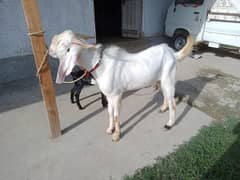 bakra