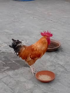 DASI MURGA SALE