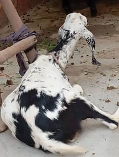bakri for sale