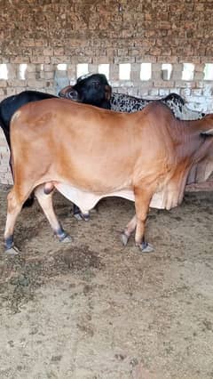 bail fare sale urgent qurbani ke like my WhatsApp number03266042625