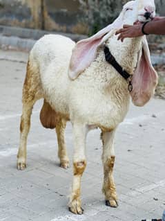 Dumba pure khajla kakka pure pink