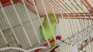 green parrot for sale bolta hai Miya mitho wisling cat voice