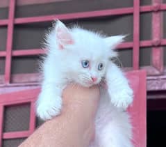 PURE WHITE TRIPLE COAT PERSIAN KITTEN WITH FEROZA EYES