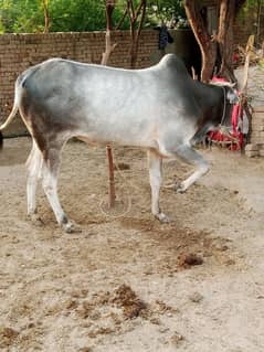 Bull | Bchra | Wehra | qurbani Bull | Bull / desi wchra for sale