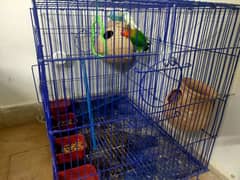 Birds with Cage for Sale