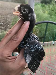 Asel indian parot beek