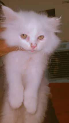 persian cat kitten