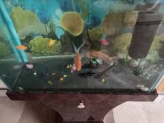 Premium Fishes for Sale – Goldfish, Koi, Baby Shark, Glow Tetra