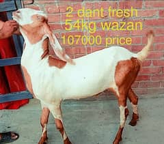 2 dant for sale bakra