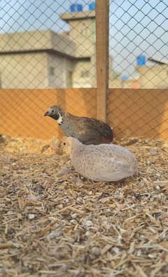 Quails