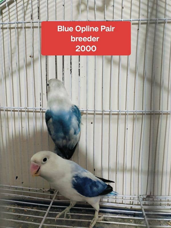 Love Bird Breeder Pair and budgies pair 3