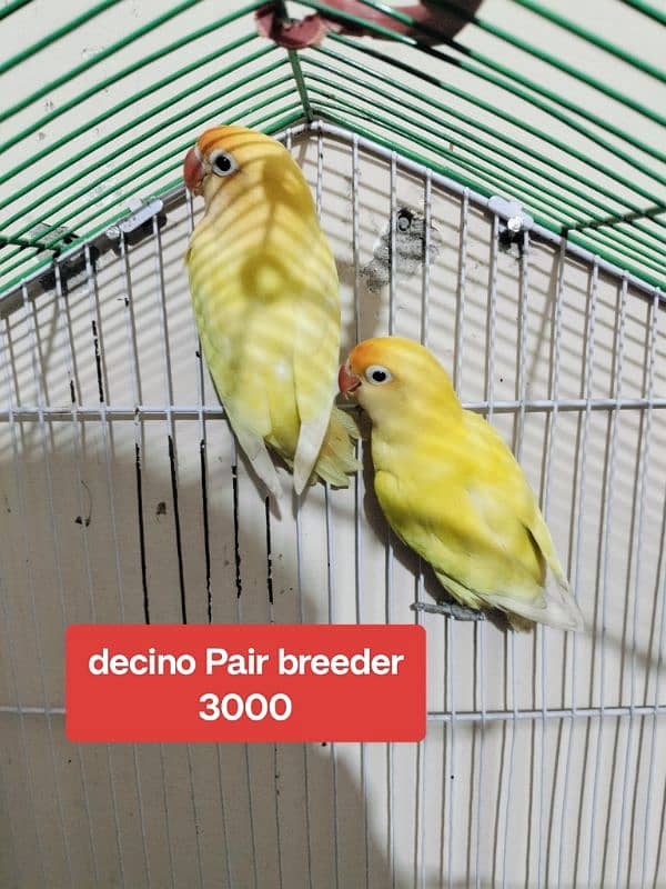 Love Bird Breeder Pair and budgies pair 4