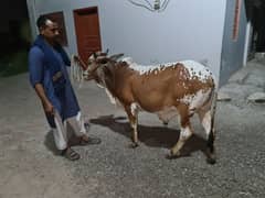 bachra