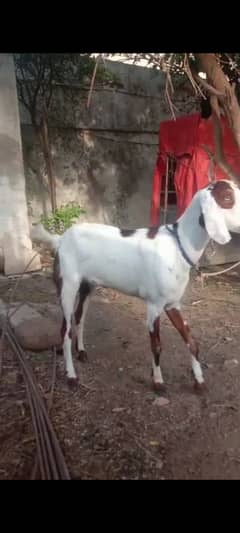ghr ki rakhi hoyi hein qurbani ky liye must hein jisko chaiye ho