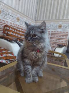 persuan male cat