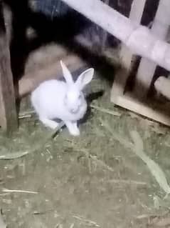 Rabbits