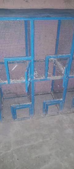 parrots