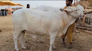 2 Daant Nukri Gulabi Bachri