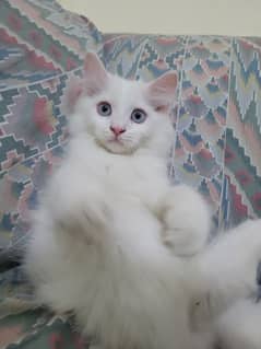2 months persian kitten