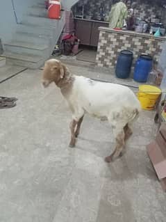 2  dant ka dumba for sale