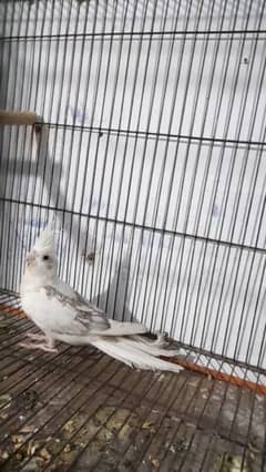 cockatil