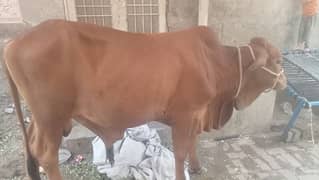 kurbani ka kubsurrat janwar for sale ha contact num 03336788066