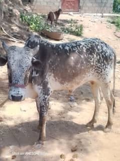 Qurbani