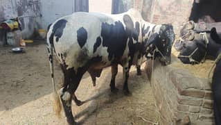 bull