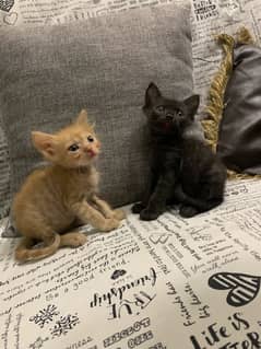 2 months Persian kitten ( 2 male ]