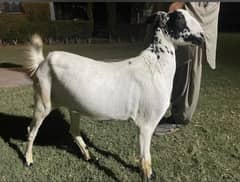 Qurbani Goats Available for sale