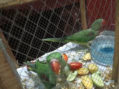 Sweet Parrots