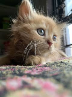 Persian kitten for sale