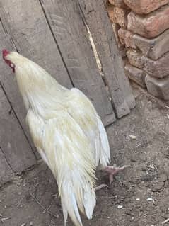 5kg paper white