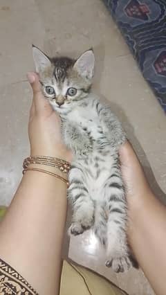 friendly