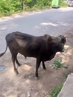 QURBANI K LIYE JANWAR DASTAAYAB HN