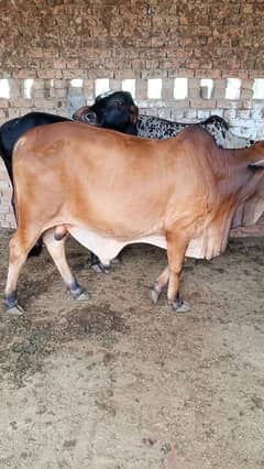 bail fare sale urgent qurbani ke like my WhatsApp number03296428874