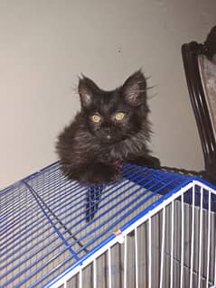 Persian triple coated Kittens for Sale!!